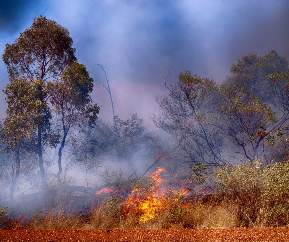Essential tips for protecting your livestock during fire season